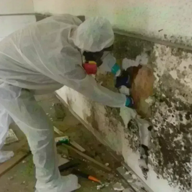 Best Mold Remediation and Removal Service in Nottingham, NH